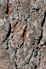 Aging gray-brown plated scaly furrowed ridge bark of Pinus Lambertiana, Pinaceae, native perennial monoecious evergreen tree in the San Jacinto Mountains, Peninsular Ranges, Summer.
