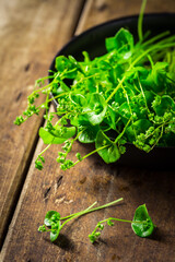 Organic Winter Purslane prepared for salad