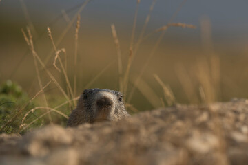 marmotte 