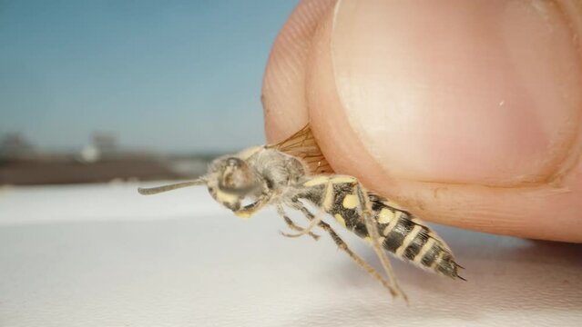 I take and look at a dead wasp, super macro