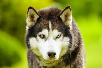 Beautiful husky dog ​​with one blue and the other brown eyes, close-up photo.