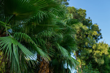 Obraz premium tropical background. palm trees against the blue sky.