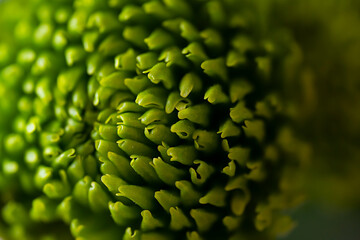A macro shot of a Green Chrysanthemum cultivar Dodge. Floral background for screen saver, cover, postcard. High quality photo