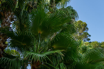 Fototapeta na wymiar tropical background. palm trees against the blue sky.