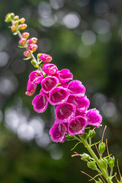 pink foxglove flowers, plant with blooming flowers and green buds, in a meadow, close-up view
