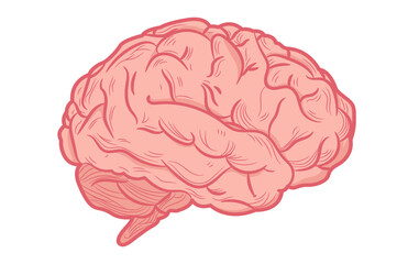 Brain vector - Illustration of human brain in side view on white background 