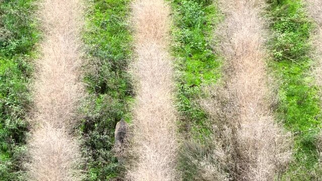 Wildschweine im Feld - Luftaufnahme