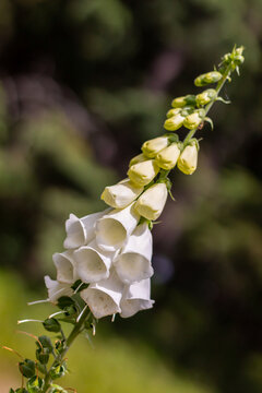 white foxglove flowers, plant with blooming flowers and green buds, in a meadow, close-up view