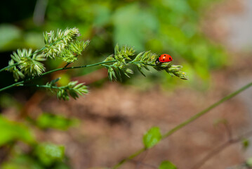 Coccinella