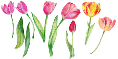 Watercolor tulips 400 dpi png clipart, florals, flowers, botanical illustration for wedding invitations, cards, posters, patterns, log, websites, blogs 