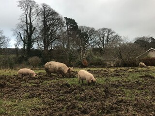 Fototapeta premium farm