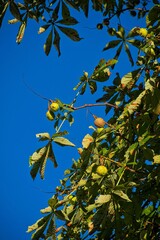 Kastanienbaum mit Früchten im Sonnenlicht