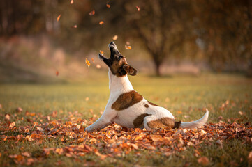 Dog catches leaves in autumn - obrazy, fototapety, plakaty