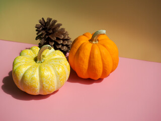 Decorative pumpkins on pastel background with natural sunlight for autumn concept.