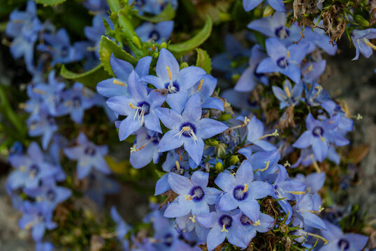 Fiori Azzurri