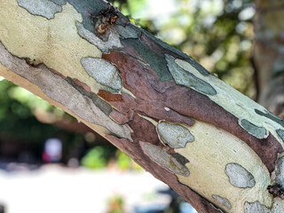 The bark of the tree. Background pattern. Texture. 