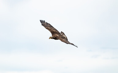Obraz premium osprey in flight