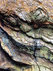 The bark of the tree. Background pattern. Texture. 