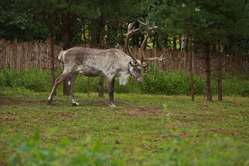 Naklejka na ściany i meble Reindeer on a tourist farm in Karelia.