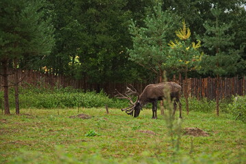 Reindeer on a tourist farm in Karelia.