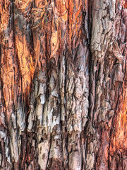 The bark of the tree. Background pattern. Texture. 
