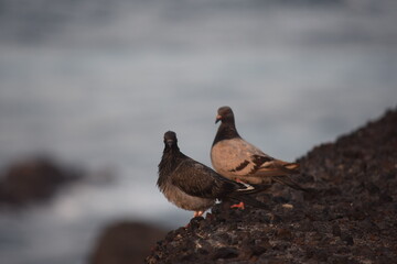 PAREJA DE PALOMAS AL ATARDECER EN LA PLAYA