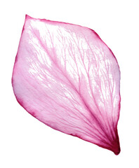 light delicate transparent pink watercolor petal with flower