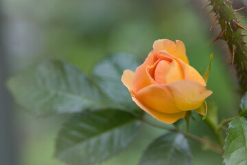yellow rose bud