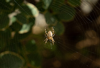 European Spider, Araneus Diadematus, Cross Spider, Crowned Weaver on Its Web closeup