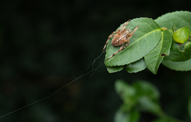 European Spider, Araneus Diadematus, Cross Spider, Crowned Weaver on Its Web closeup
