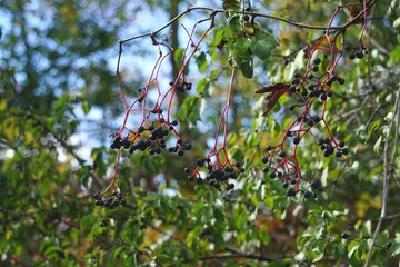elderberry  in the meadow in autumn 