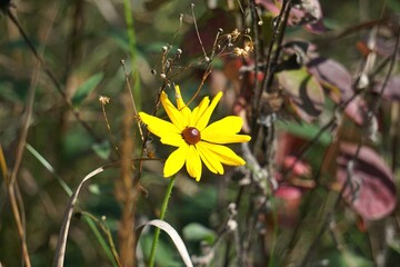 yellow flowers on a meadow