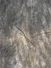 The bark of the tree. Background pattern. Texture. 