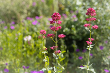 flowers in the garden