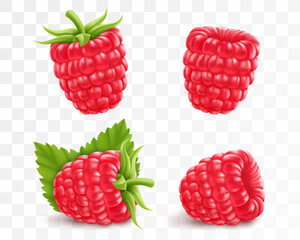 Collection of ripe raspberries isolated on transparent background. Natural summer fruit, realistic 3d vector illustration. Ingredient for juices, jams, yogurts, compotes. Mockup for package design