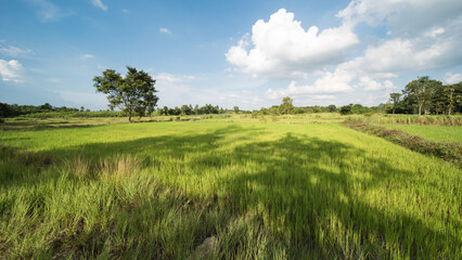 Obraz premium rural area in Amphoe Kabin Buri, Thailand.
