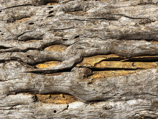 The bark of the tree. Background pattern. Texture. 