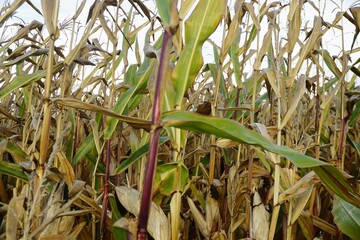 Grün-braune vertrocknete Maispflanzen auf Feld vor diesigem Himmel bei Regen im Sommer