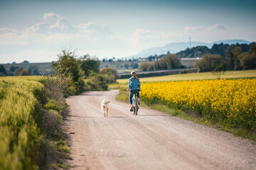Obraz premium Shot of beautiful young girl riding a bike while walking her dog in the park through rapessed field.