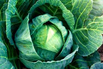 Fresh, white cabbage growing in a vegetable garden on a farm. Organic farming.