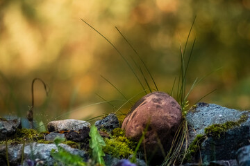 Close-up of a forest scene with a blurred background