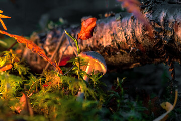  close-up of mushroom on the forest floor with illuminated lights