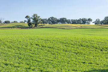 A green field of alfalfa with a pasture on a hill and yellowing soybeans in the background with trees in a fencerow on a sunny day with a blue sky. - obrazy, fototapety, plakaty