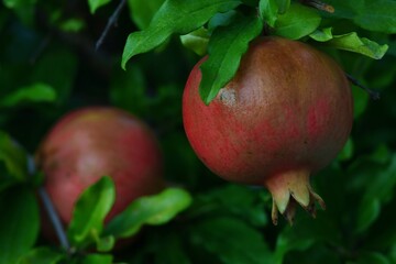 Dojrzewające owoce granatu właściwego (Lythraceae) 