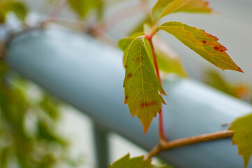 Parthenocissus - virginia creeper on fence. Selective focus.