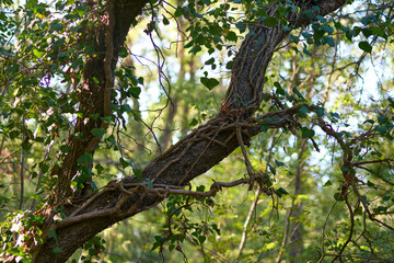  Selva del Circeo Natural Reserve, Circeo National Park, Italy