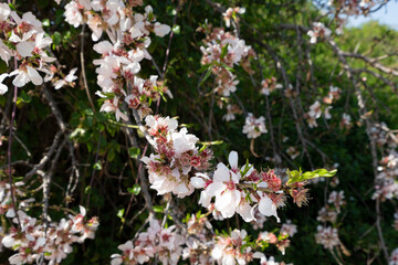 Almond branch with flowers. Many of the disclosed gentle spring