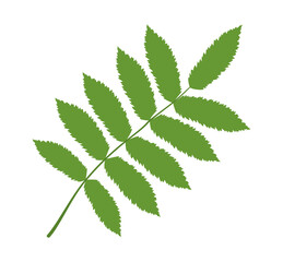 Vector illustration of a green rowan leaf on a white background