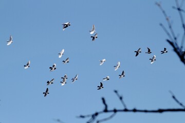 Taubenschwarm am Himmel 