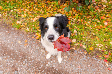 Funny puppy dog border collie with orange maple fall leaf in mouth sitting on park background outdoor. Dog sniffing autumn leaves on walk. Hello Autumn cold weather concept